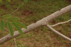 Senegalia bonariensis