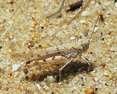 Sphingonotus imitans