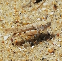 Sphingonotus imitans