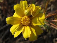 Mecaphesa californica