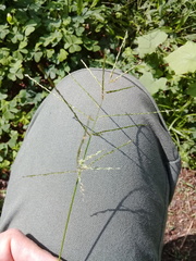 Digitaria velutina