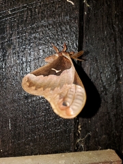 Callosamia angulifera