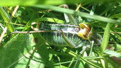 Polysarcus denticauda