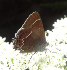 Callophrys spinetorum