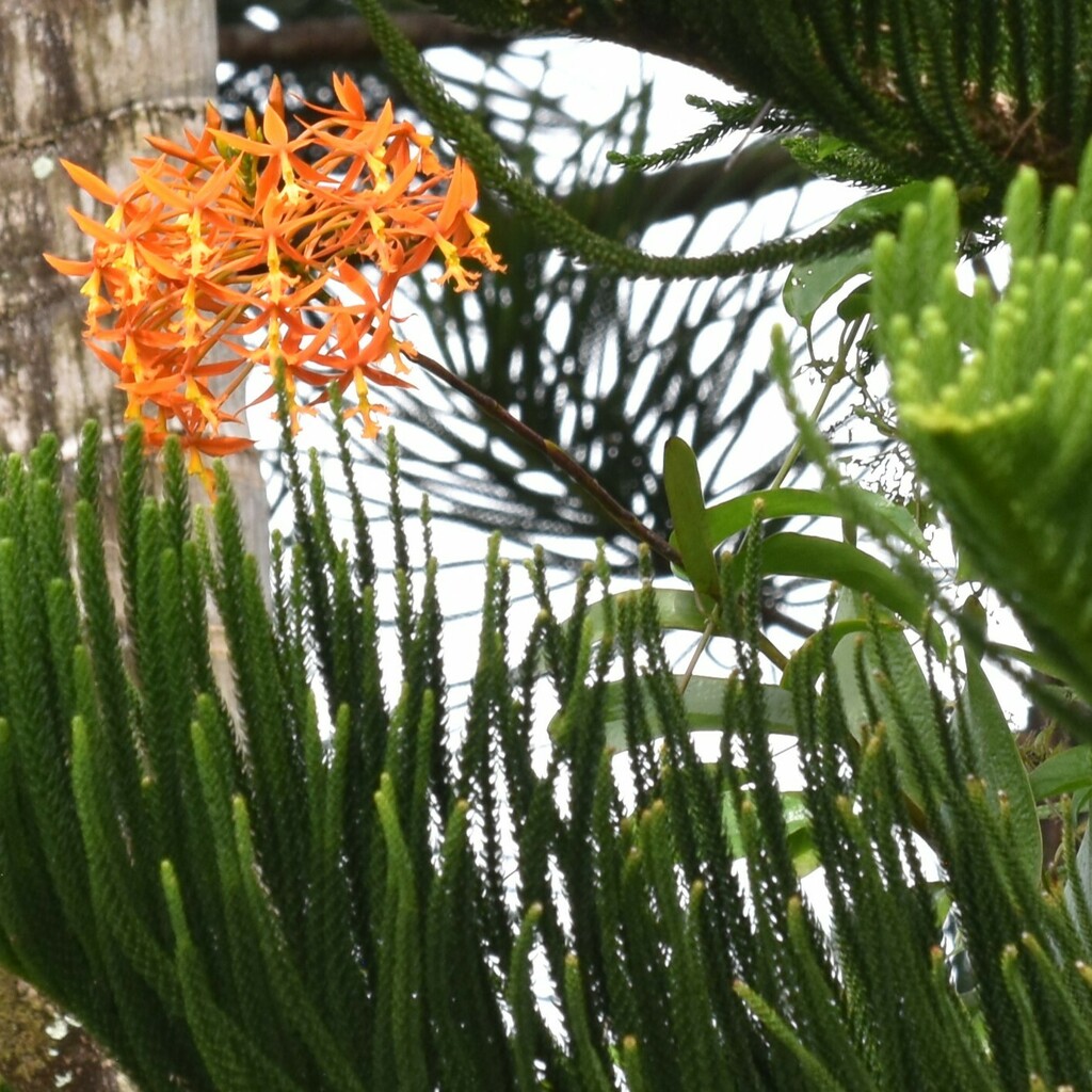 Epidendrum splendens Schltr. 3