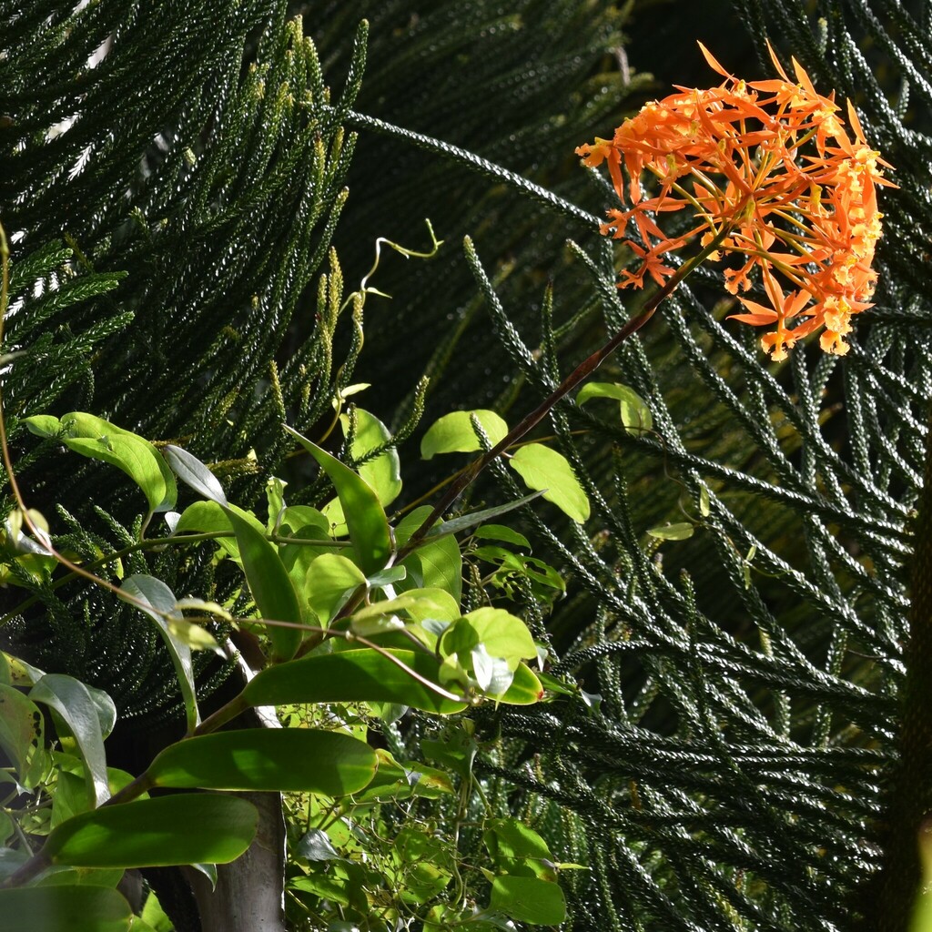 Epidendrum splendens Schltr. 2