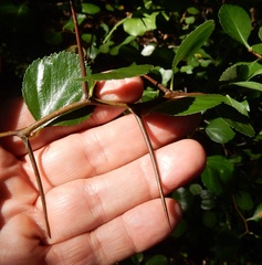 Crataegus reverchonii