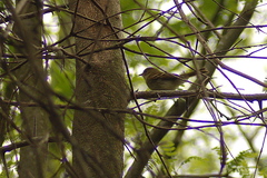 Lathrotriccus euleri