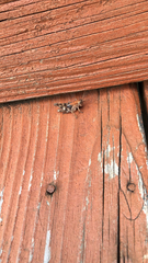 Melanoplus punctulatus