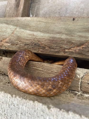 Brown Tree Snake sighting