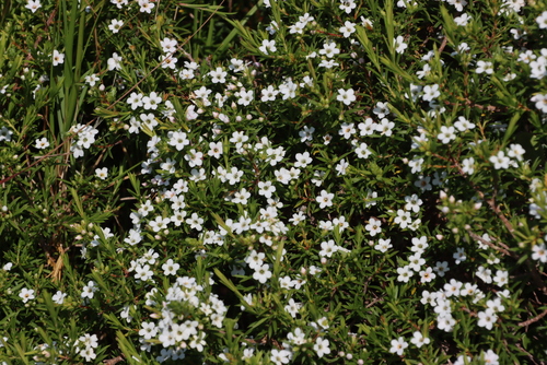Image of Coleonema album by (c) Tony Rebelo, some rights reserved (CC BY-SA)