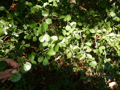 Crataegus reverchonii