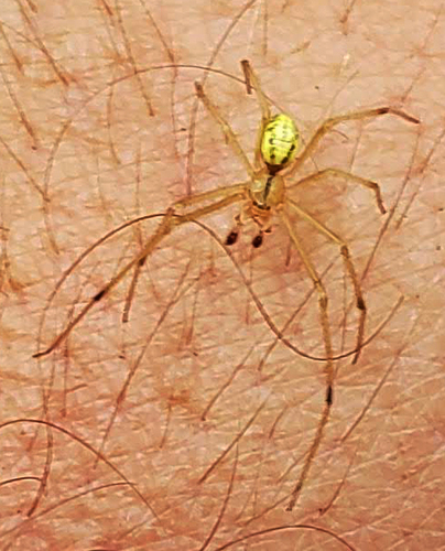 Common candy-striped spider