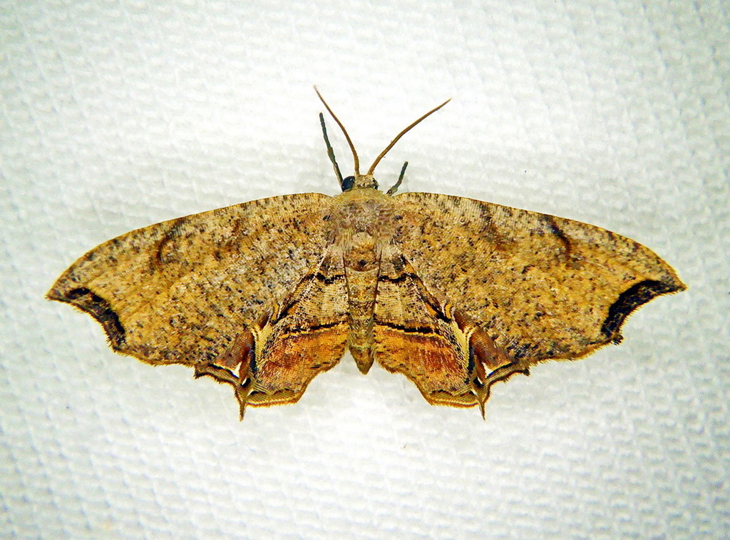 Epiplema toulgoeti