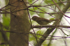 Lathrotriccus euleri