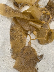 Macrocystis pyrifera