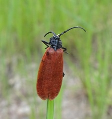 Macrolygistopterus rubripennis