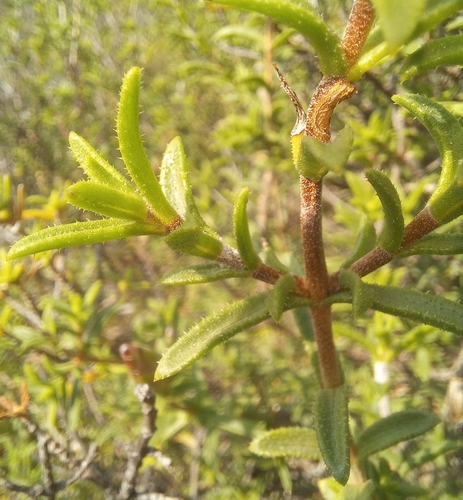 Image of Pteronia hutchinsoniana by (c) kevin koen, some rights reserved (CC BY-SA)
