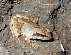 Rana italica