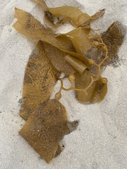Macrocystis pyrifera