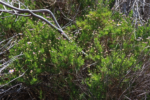 Image of Felicia fruticosa by (c) Tony Rebelo, some rights reserved (CC BY-SA)