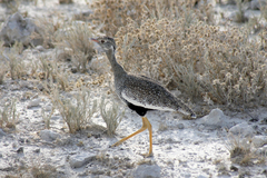 Northern Black Korhaan photo 2