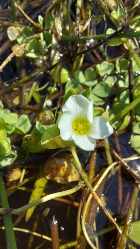 Water Sorrel (Oxalis natans)