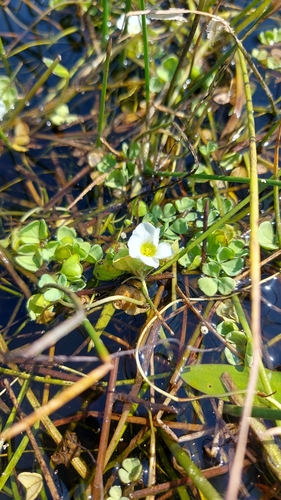 Image of Oxalis natans by (c) Jacques van der Merwe, some rights reserved (CC BY-SA)