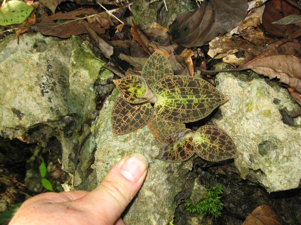 Anoectochilus brevilabris
