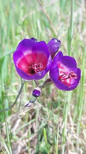 Image of Geissorhiza eurystigma by (c) Jacques van der Merwe, some rights reserved (CC BY-SA)