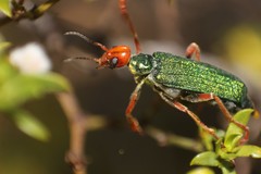 Eupompha fissiceps