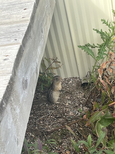 Thirteen-lined Ground Squirrel