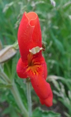 Erythranthe cinnabarina