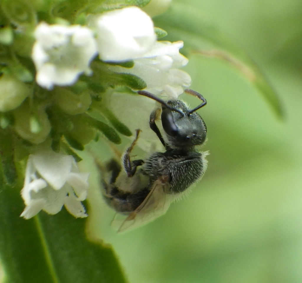 Lasioglossum longifrons