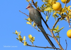 Urocolius indicus transvaalensis