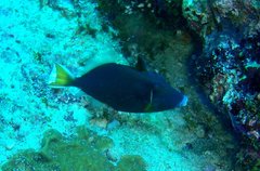Sufflamen chrysopterum
