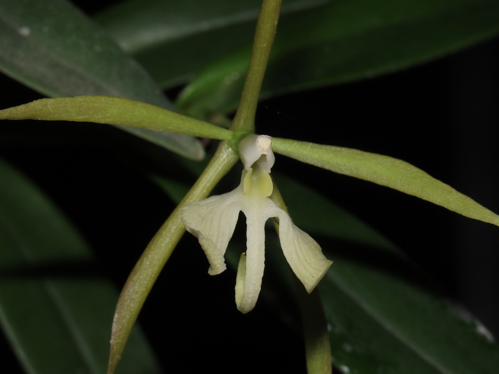 Epidendrum campyloglossum P.Ortiz & Hágsater 4