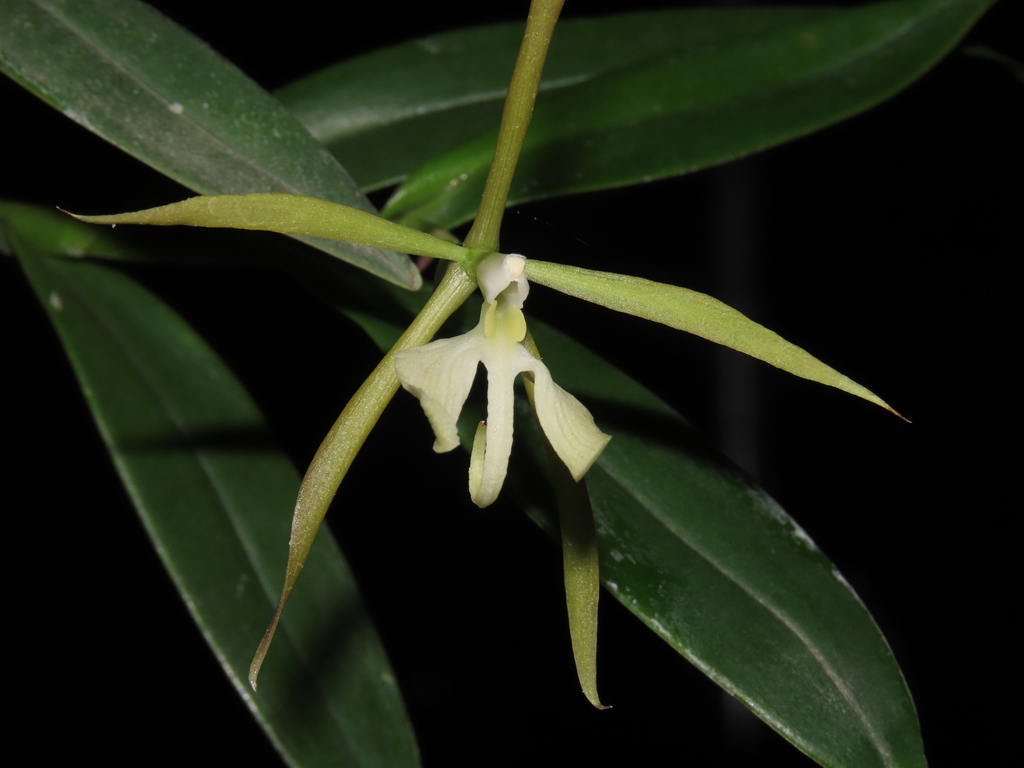 Epidendrum campyloglossum P.Ortiz & Hágsater 3