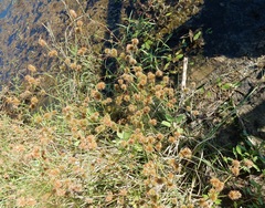 Juncus validus