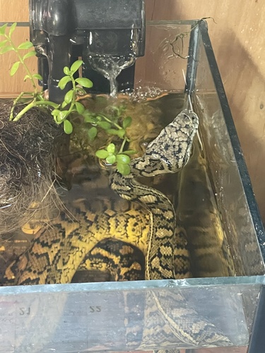 Coastal Carpet Python sighting