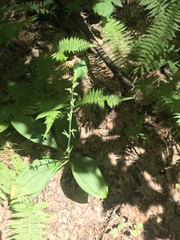 Platanthera orbiculata