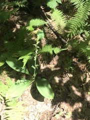 Platanthera orbiculata
