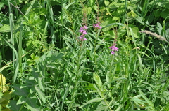 Lythrum virgatum