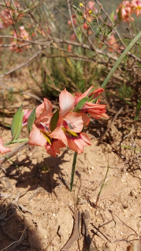 Image of Gladiolus meliusculus by (c) Jacques van der Merwe, some rights reserved (CC BY-SA)
