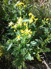 Packera streptanthifolia