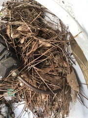 Thryothorus ludovicianus