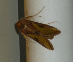 Thysanoplusia orichalcea