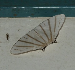 Urapteroides astheniata