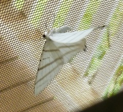 Urapteroides astheniata