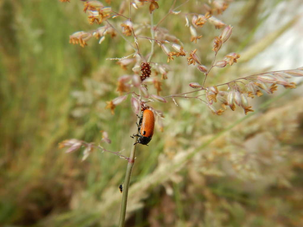 Labidostomis lusitanica